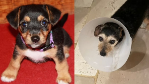 Illustration : Ce Jack Russell disparaît mystérieusement de son jardin pour réapparaître 11 ans plus tard !