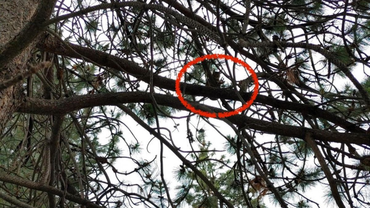 Illustration : "Un homme grimpe dans un arbre de 25 mètres pour récupérer un chat piégé depuis une semaine"
