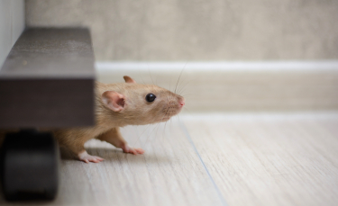 Illustration : "Les troubles du comportement chez le rat"
