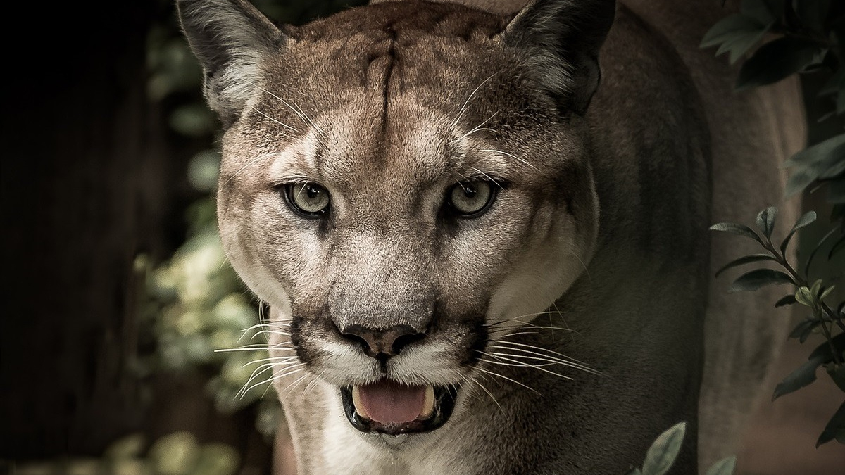 Illustration : "Un chauffeur croit apercevoir un gros chat, mais s'aperçoit qu'il s'agit d'un puma !"