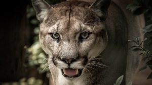 Illustration : Un chauffeur croit apercevoir un gros chat, mais s'aperçoit qu'il s'agit d'un puma !