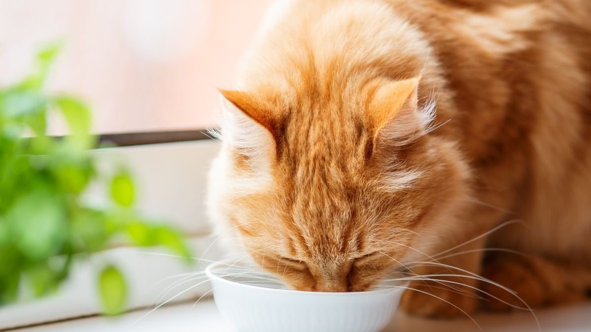 Illustration : "La phytothérapie pour entretenir les reins et la vessie du chat"