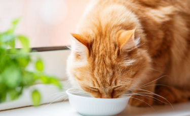 Illustration : "La phytothérapie pour entretenir les reins et la vessie du chat"