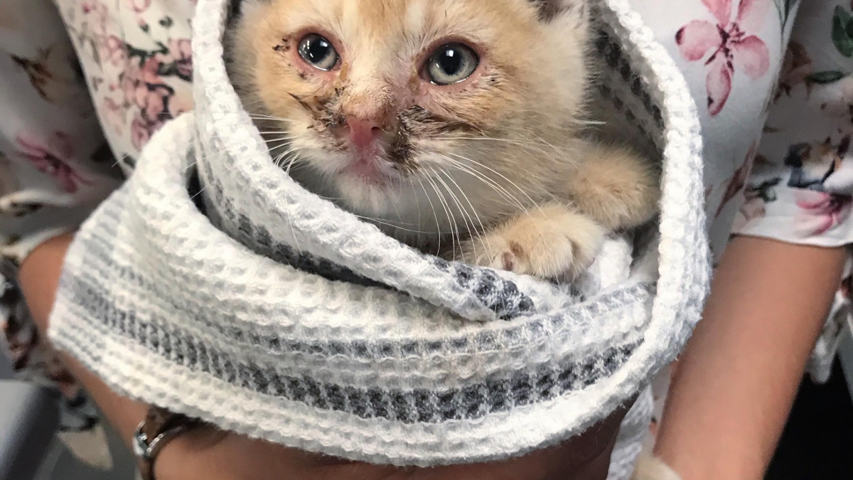 Illustration : "Un chaton en mauvaise santé s'introduit dans une cour pour demander de l'aide"