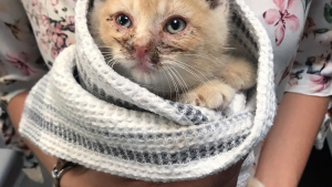 Illustration : "Un chaton en mauvaise santé s'introduit dans une cour pour demander de l'aide"