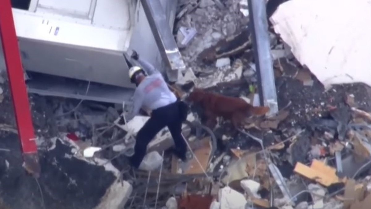Illustration : "Effondrement d'un immeuble en Floride : des maîtres-chiens et chiens de sauvetage venus du monde entier pour apporter leur aide"