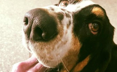 Illustration : "Le tendre moment entre un chien de thérapie et une patiente atteinte de démence"