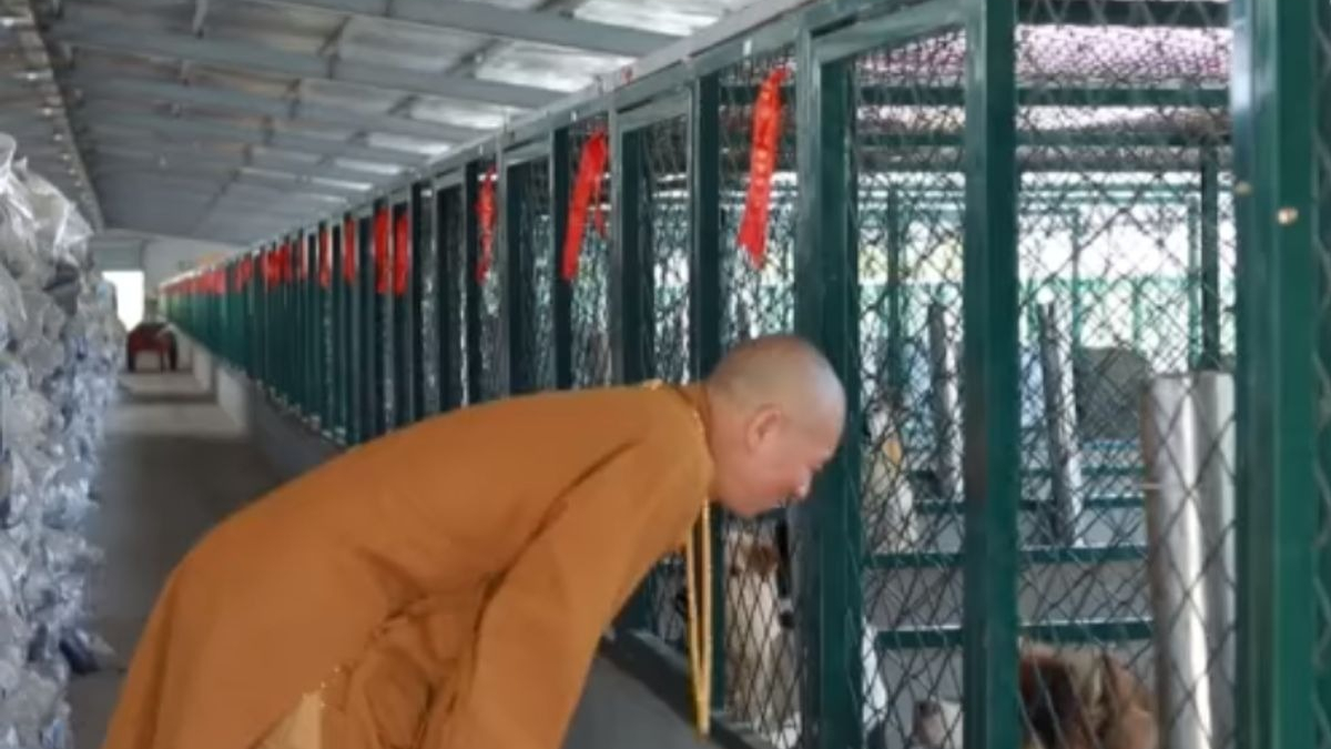 Illustration : "Un moine bouddhiste voue sa vie aux chiens et aux chats errants"