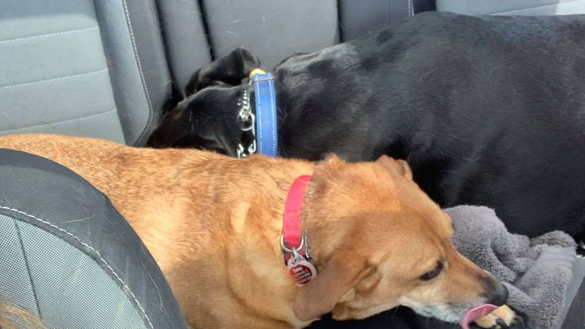 Illustration : "Un Labrador bienveillant aide une chienne à gérer son mal de voiture"