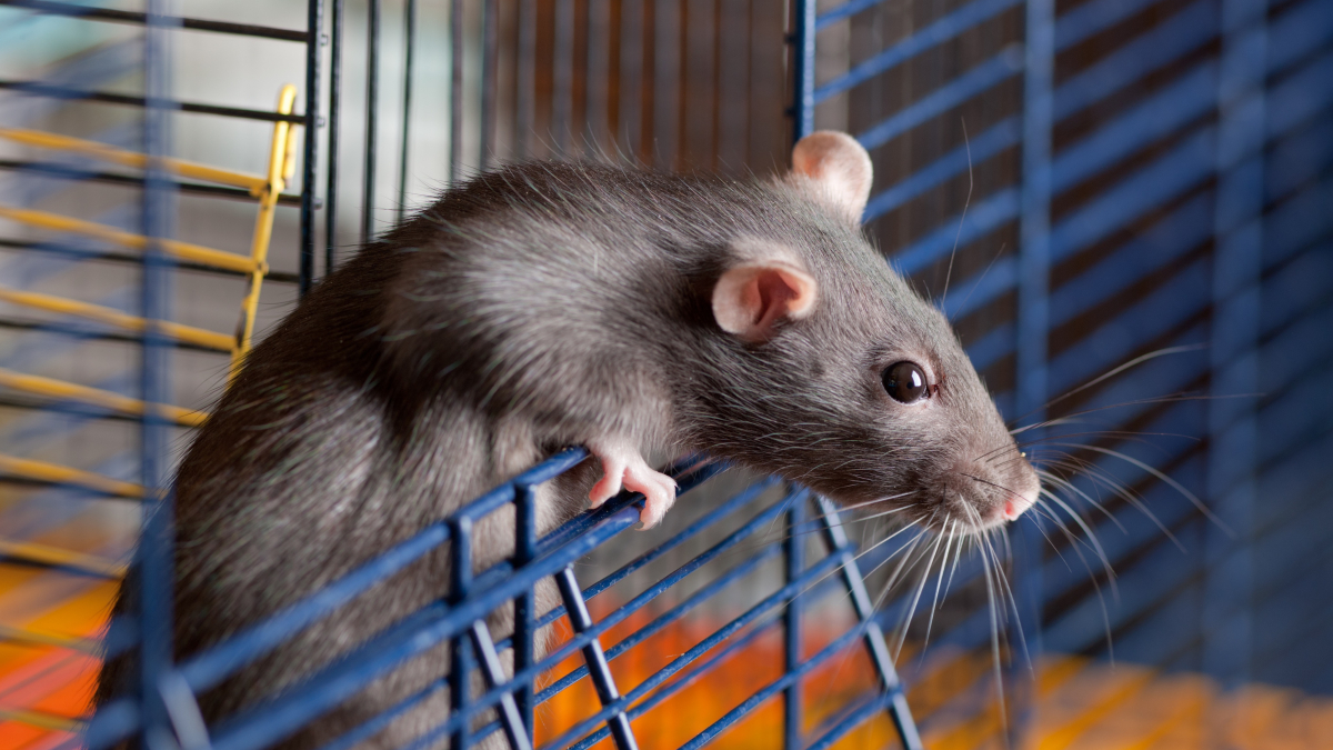 Illustration : "Nettoyer la cage du rat"