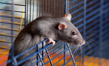 Illustration : "Nettoyer la cage du rat"