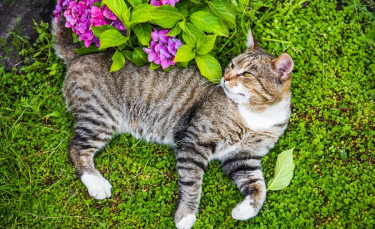 Illustration : "La phytothérapie pour renforcer les défenses naturelles du chat"