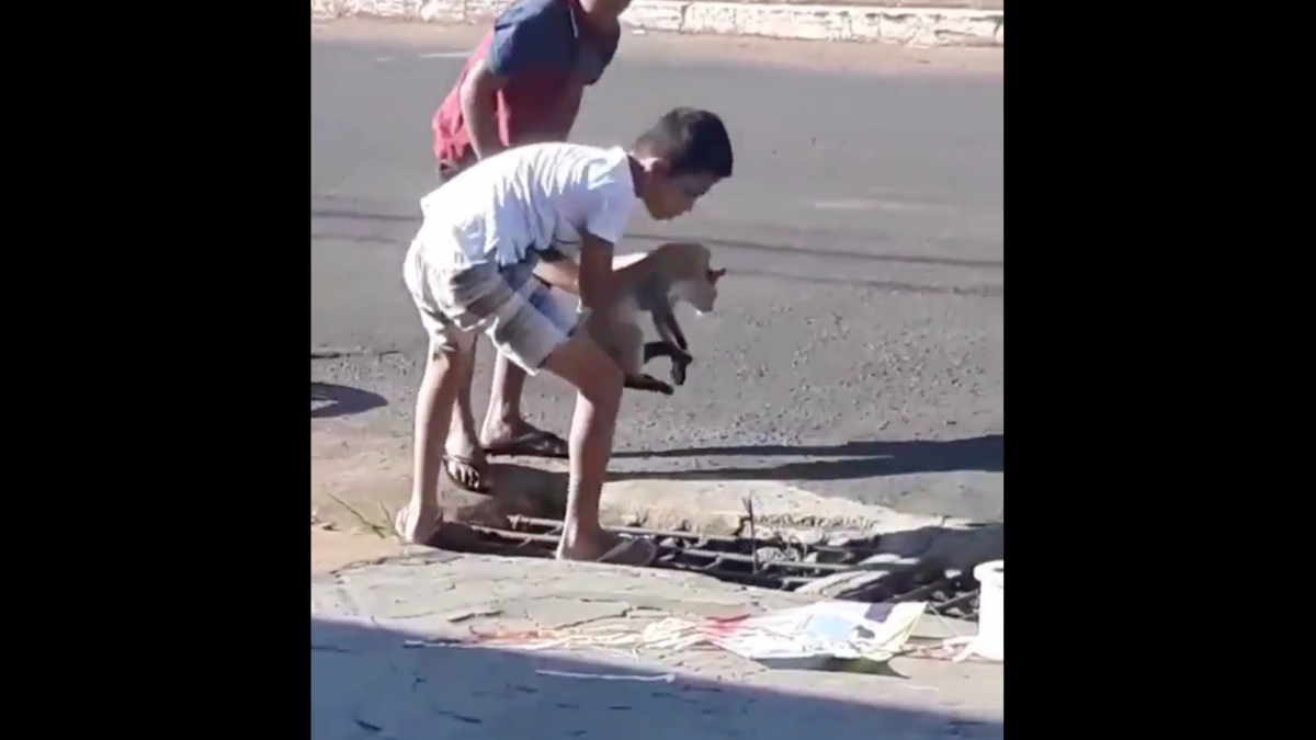 Illustration : "La vidéo devenue virale d'un garçon déterminé à sauver un chat tombé dans un égout"