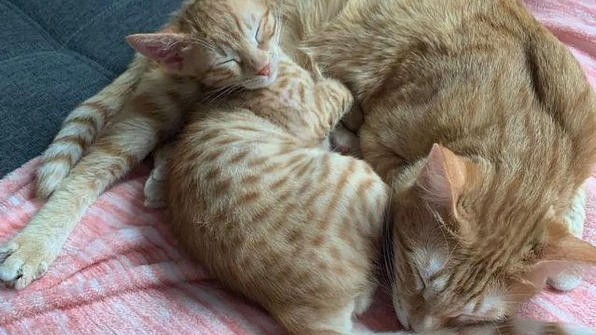 Illustration : "Un chaton errant et maigre se lie d'amitié avec le chat de sa famille d'accueil"