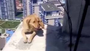 Illustration : La mésaventure d'un chien coincé au 36e étage d'un immeuble pendant 10 jours