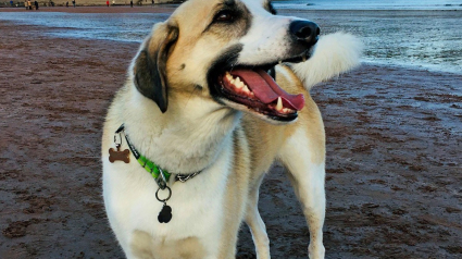 Illustration : Le destin incroyable d'un chien errant et boiteux devenu un champion
