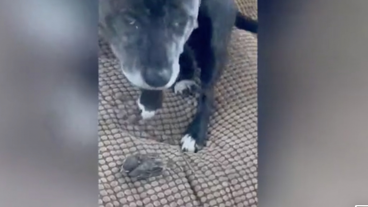 Illustration : "Un American Staffordshire Terrier prend sous son aile un oisillon tombé du nid (vidéo)"