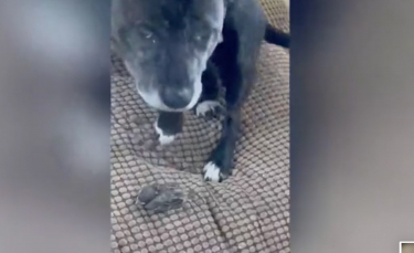 Illustration : "Un American Staffordshire Terrier prend sous son aile un oisillon tombé du nid (vidéo)"