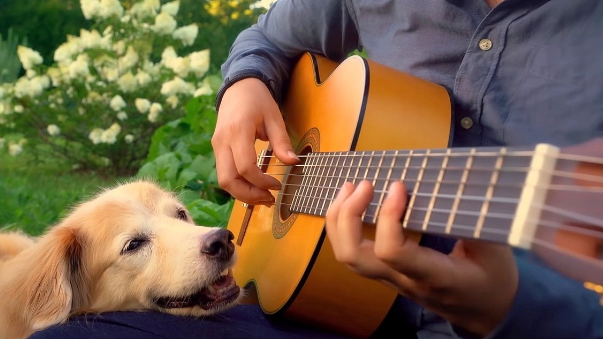 Illustration : "L'attendrissant hommage d'un guitariste à sa plus grande fan, une femelle Golden Retriever (vidéo)"