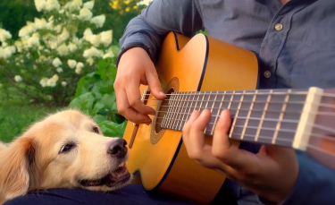 Illustration : "L'attendrissant hommage d'un guitariste à sa plus grande fan, une femelle Golden Retriever (vidéo)"