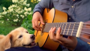 Illustration : "L'attendrissant hommage d'un guitariste à sa plus grande fan, une femelle Golden Retriever (vidéo)"