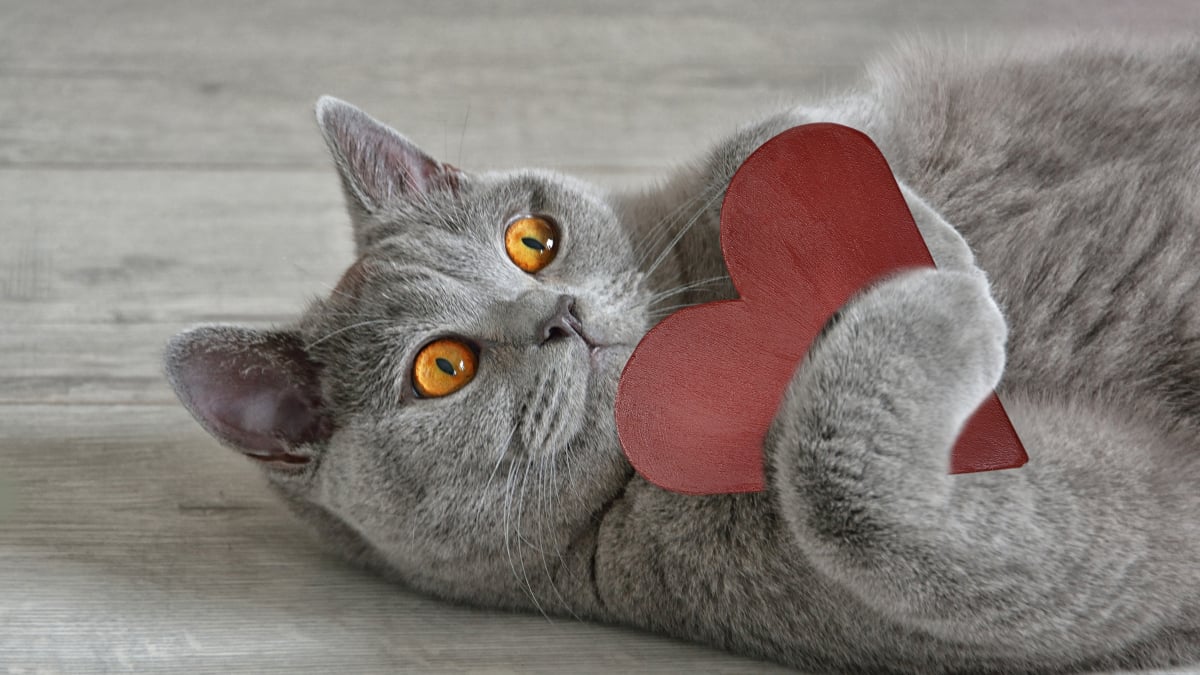Illustration : "La phytothérapie pour entretenir le cœur du chat"