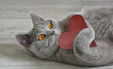 Illustration : "La phytothérapie pour entretenir le cœur du chat"