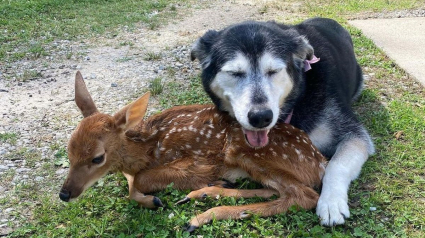 Illustration : Une chienne et son propriétaire aident et réconfortent un faon malade