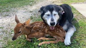 Illustration : Une chienne et son propriétaire aident et réconfortent un faon malade