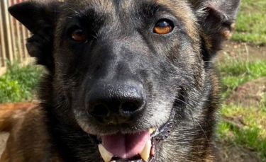 Illustration : "Terrifié par les humains à cause des mauvais traitements qu'il a subis, ce Malinois réapprend à faire confiance"