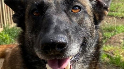 Illustration : Terrifié par les humains à cause des mauvais traitements qu'il a subis, ce Malinois réapprend à faire confiance