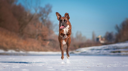 Illustration : 20 superbes photos d'un Boxer adorant partir en randonnée