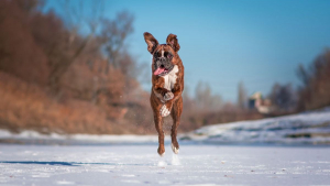 Illustration : 20 superbes photos d'un Boxer adorant partir en randonnée