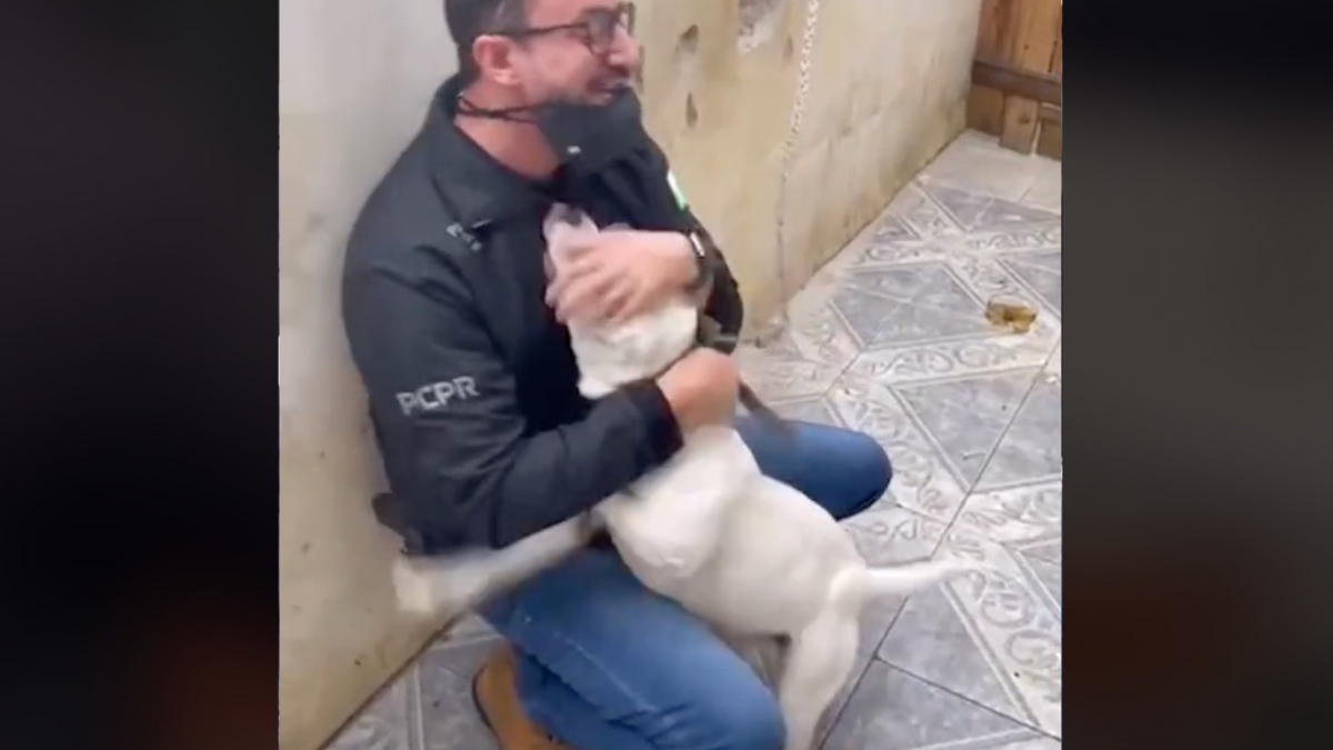 Illustration : "La vidéo poignante d'un chien exprimant sa joie et sa gratitude envers l'homme qui le libère"