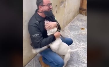 Illustration : "La vidéo poignante d'un chien exprimant sa joie et sa gratitude envers l'homme qui le libère"
