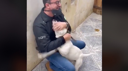 Illustration : La vidéo poignante d'un chien exprimant sa joie et sa gratitude envers l'homme qui le libère