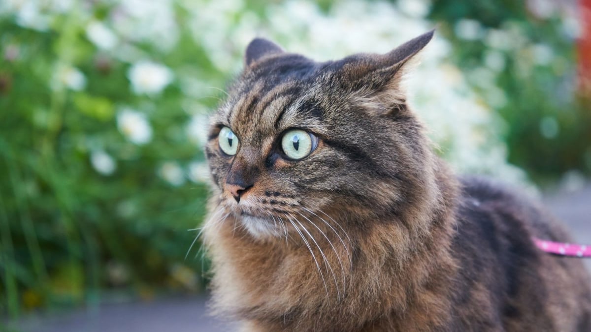 Valériane pour chat, Lutte contre le stress