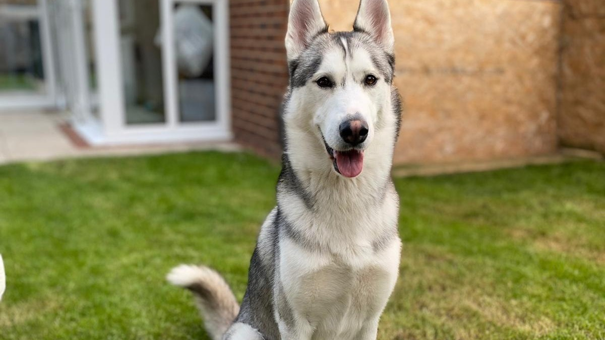 Illustration : "Un propriétaire terrifié après la disparition de son Husky, fait appel à des drones pour le retrouver"