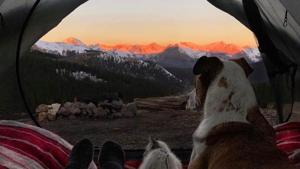 Illustration : "10 photos d'un chat et d'un chien découvrant la beauté du monde"