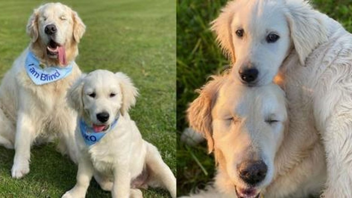 Illustration : "12 photos d'un jeune Golden Retriever veillant sur son aîné atteint de cécité"