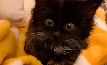 Illustration : "Un chaton placé dans un refuge dépérit de jour en jour. Une femme le découvre et fait tout pour lui redonner du courage (vidéo)"
