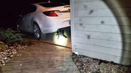 Illustration : Un homme entend des pleurs sous sa voiture et trouve un Labrador terrifié. Décidé à l'aider, il tente de gagner sa confiance