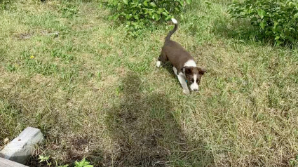 Illustration : 2 jours de recherche frénétique pour retrouver un chien disparu après une attaque d'ours