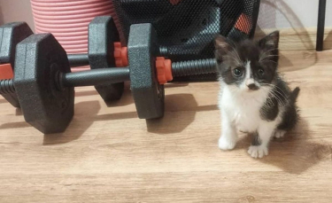 Illustration : "Ce chaton errant et timide recueilli par une famille d'accueil est déterminé à ne plus jamais être seul"