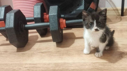 Illustration : Ce chaton errant et timide recueilli par une famille d'accueil est déterminé à ne plus jamais être seul