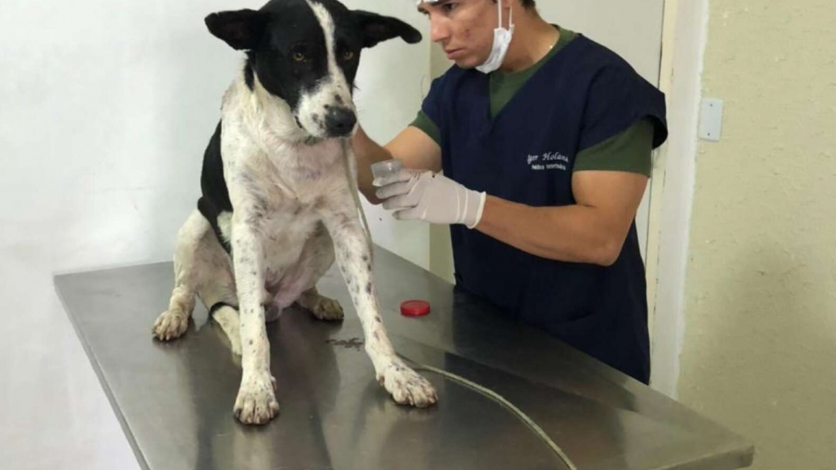 Illustration : "Ce chien errant et blessé se rend dans une clinique vétérinaire pour demander de l'aide ! (Vidéo)"