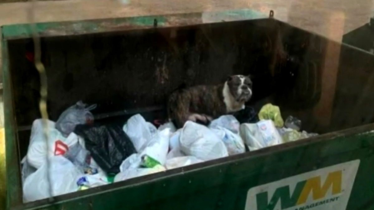 Illustration : "Sous une pluie battante, un éboueur sauve la vie d’une chienne abandonnée dans une benne à ordures !"