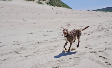 Illustration : "L'histoire bouleversante d'un chien aveugle battu par son ancien propriétaire, découvrant la plage pour la première fois"