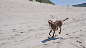 Illustration : "L'histoire bouleversante d'un chien aveugle battu par son ancien propriétaire, découvrant la plage pour la première fois"