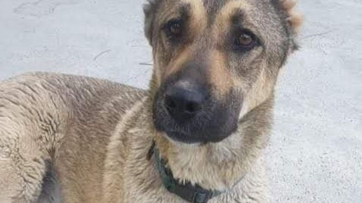 Illustration : "Un vétéran décide d'adopter un chien sans oreilles vivant à des milliers de kilomètres"